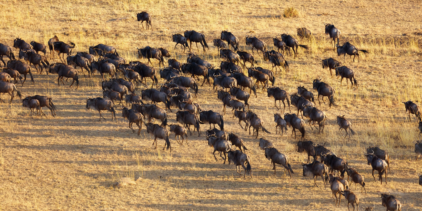 Migration